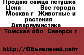 Продаю самца петушка › Цена ­ 700 - Все города, Москва г. Животные и растения » Аквариумистика   . Томская обл.,Северск г.